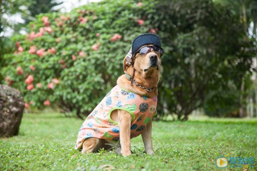 拉布拉多犬小七高清写真_拉布拉多犬小七高清剧照