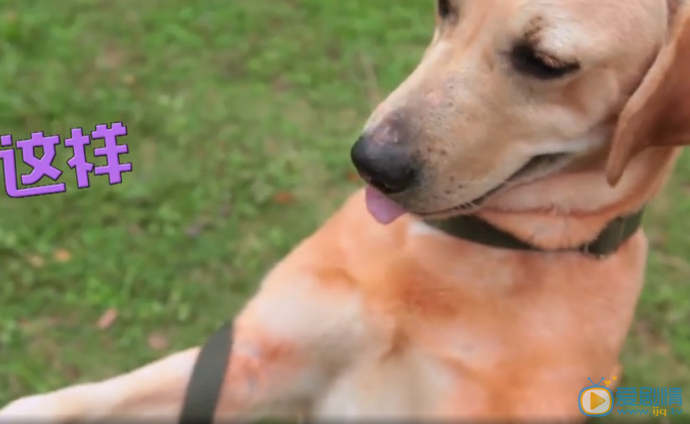 拉布拉多犬小七小七替身照片 拉布拉多犬小七高清写真_拉布拉多犬小七高清剧照