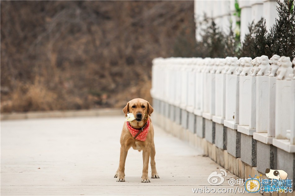 拉布拉多犬小七高清写真_拉布拉多犬小七高清剧照