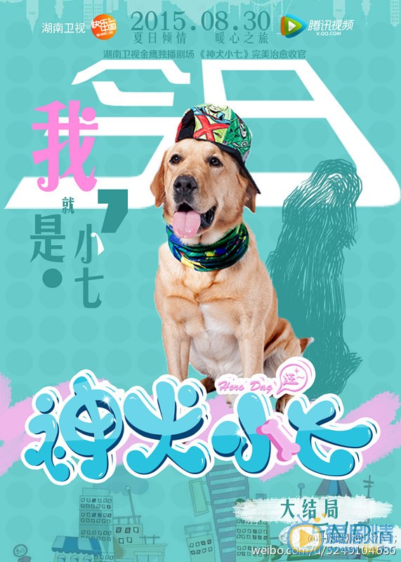 拉布拉多犬小七高清写真_拉布拉多犬小七高清剧照