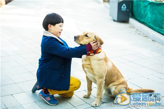 拉布拉多犬小七高清写真_拉布拉多犬小七高清剧照