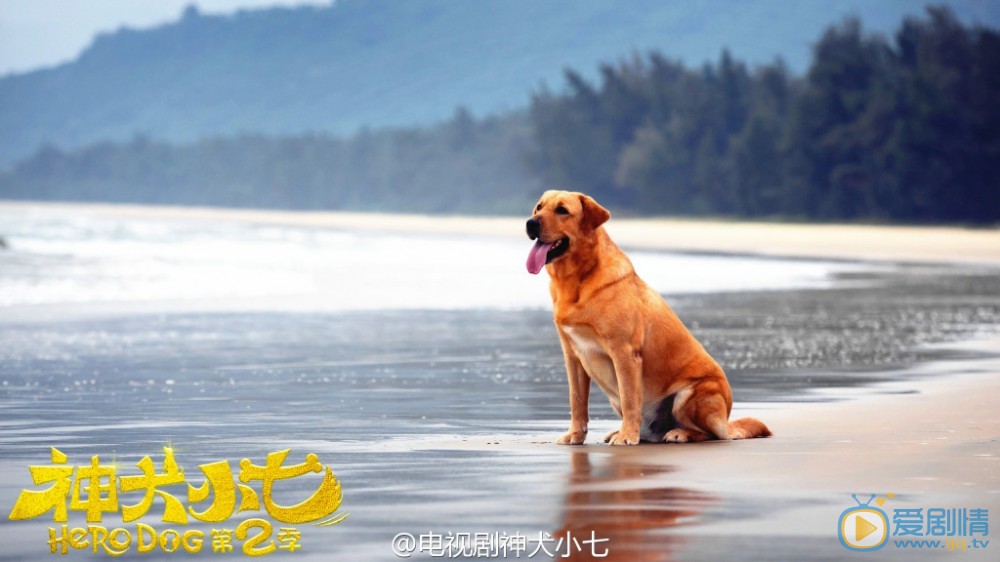 拉布拉多犬小七高清写真_拉布拉多犬小七高清剧照