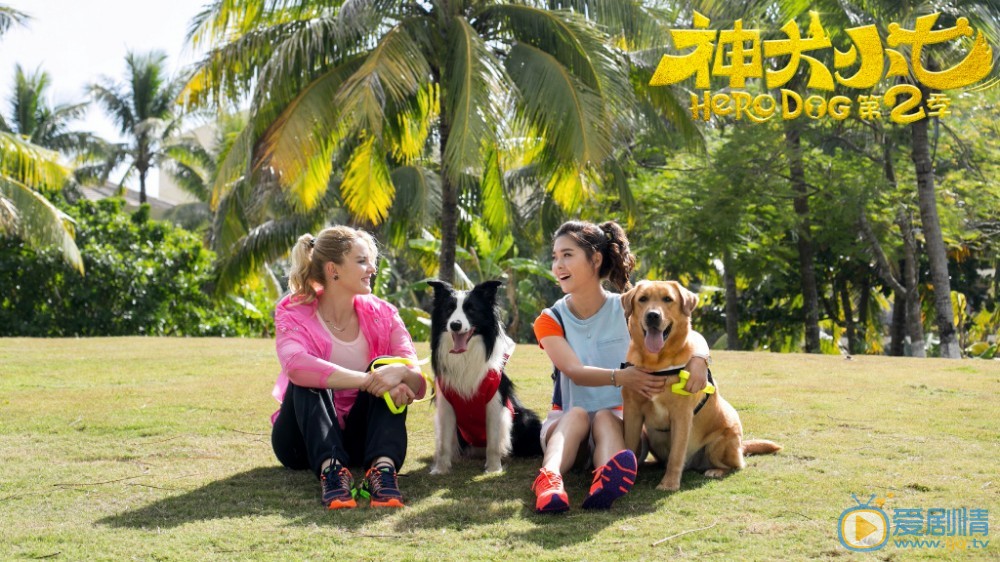 拉布拉多犬小七高清写真_拉布拉多犬小七高清剧照