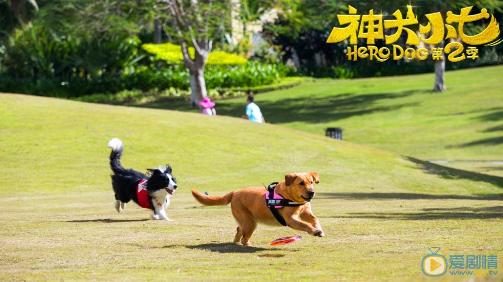 拉布拉多犬小七高清写真_拉布拉多犬小七高清剧照