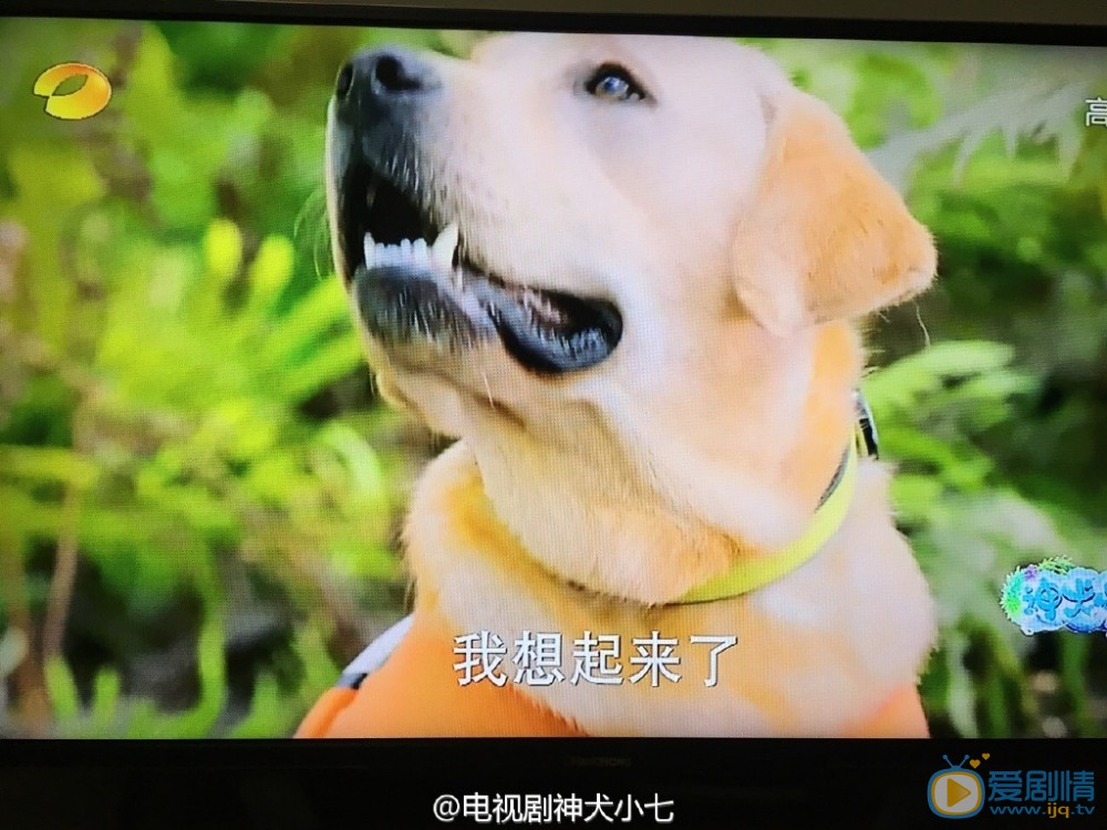 拉布拉多犬小七高清写真_拉布拉多犬小七高清剧照